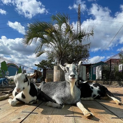 タケガワふれあい動物園写真
