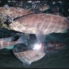 みえの海とさかな