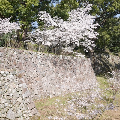 桜咲く春の田丸城