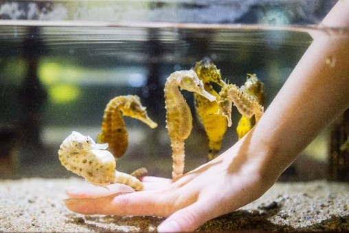 伊勢シーパラダイスの様子