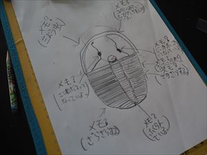 三葉虫をスケッチ