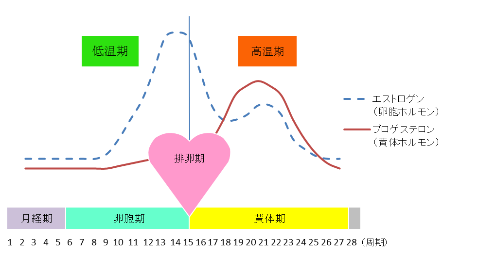 月経周期における女性ホルモンの変動と基礎体温