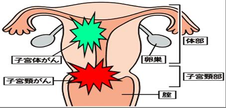 女性の体の図解